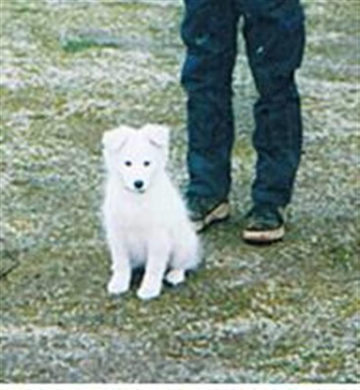 Samojedhund Sally - Lille Sally. Få dage efter vi har fået hende. Nov ´ 04 - Undskyld kvaliteten... billede 10