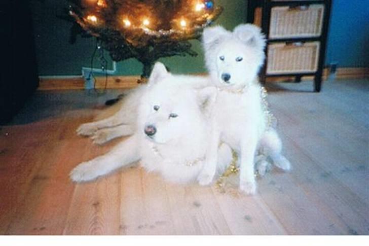 Samojedhund Sally - Rollo og Sally julen 2004 billede 11
