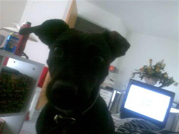 Blanding af racer Silke *Bor hos min venind - "Hvad i alverden laver du NU moar?" billede 12