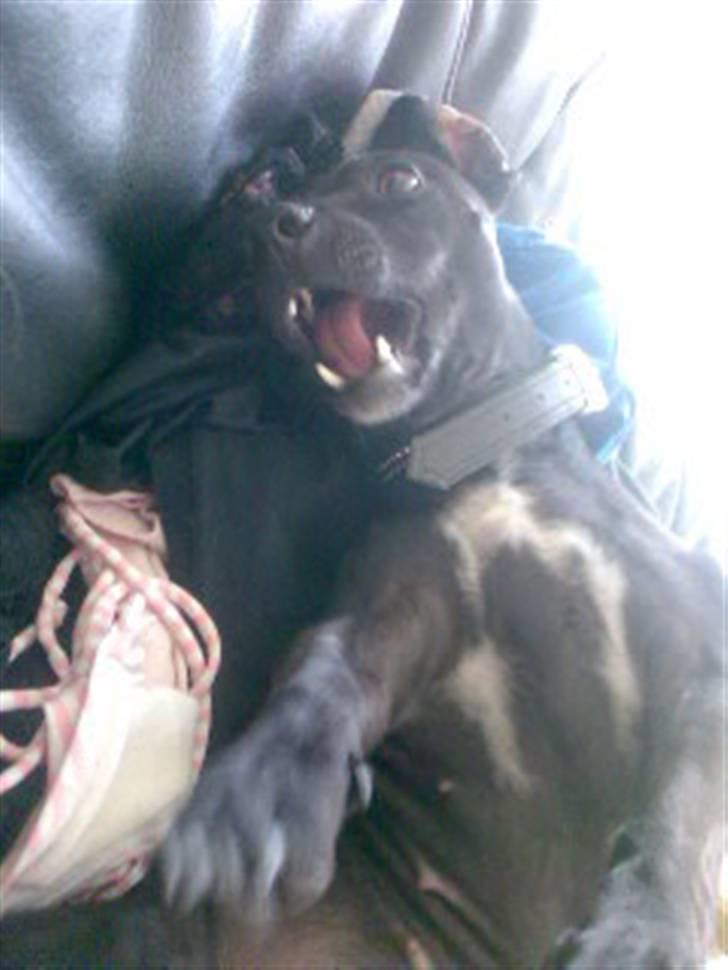 Blanding af racer Silke *Bor hos min venind - Bar kom an ! billede 13