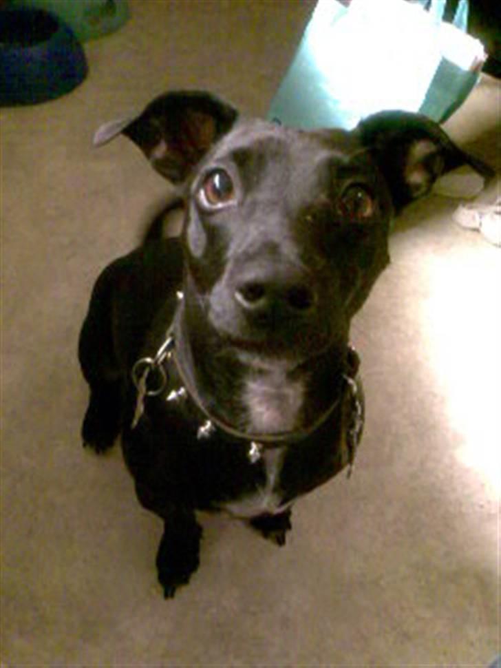 Blanding af racer Silke *Bor hos min venind billede 14