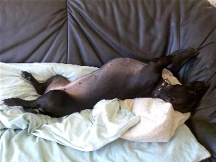 Blanding af racer Silke *Bor hos min venind - Aaaeeh - der er intet som når vi daser læænge på sofa´en billede 15