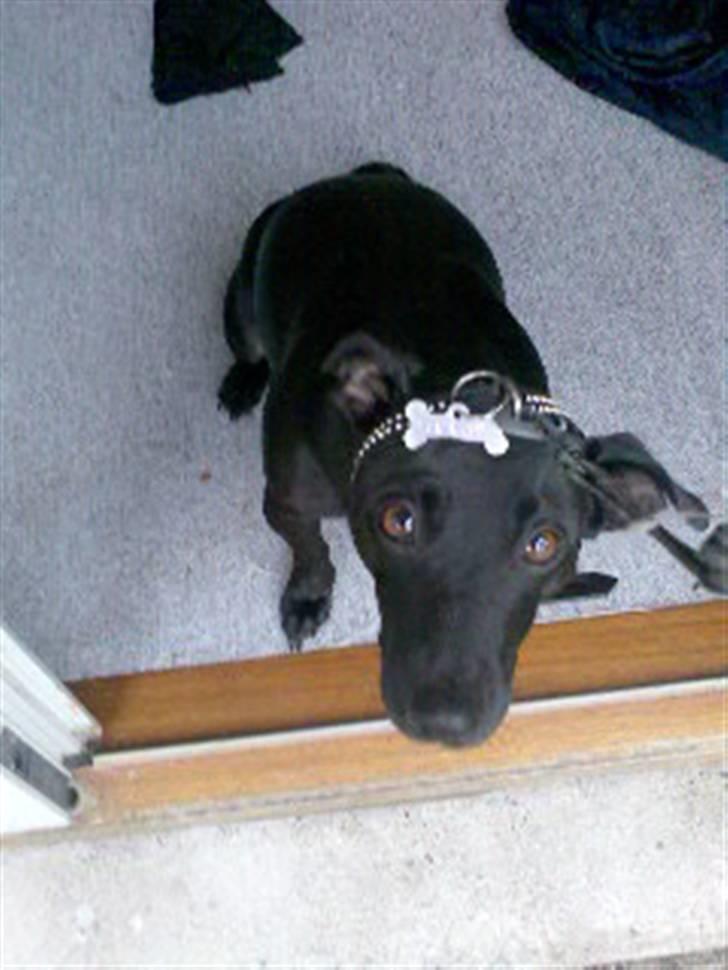 Blanding af racer Silke *Bor hos min venind - Åh nej ! - mit øre - åh jeg stakkels stakkels hund....pjevs pjevs... billede 16