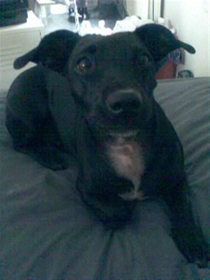 Blanding af racer Silke *Bor hos min venind billede 17