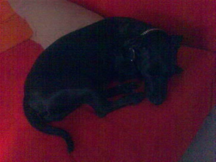 Blanding af racer Silke *Bor hos min venind - ....Just taking a nap... - Do not disturb ! - ... billede 18