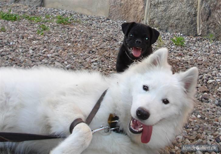 Samojedhund Igglo - Jeg er blevet fanget af min nye ven, Kenzo... Hjææælp mig.....! billede 19