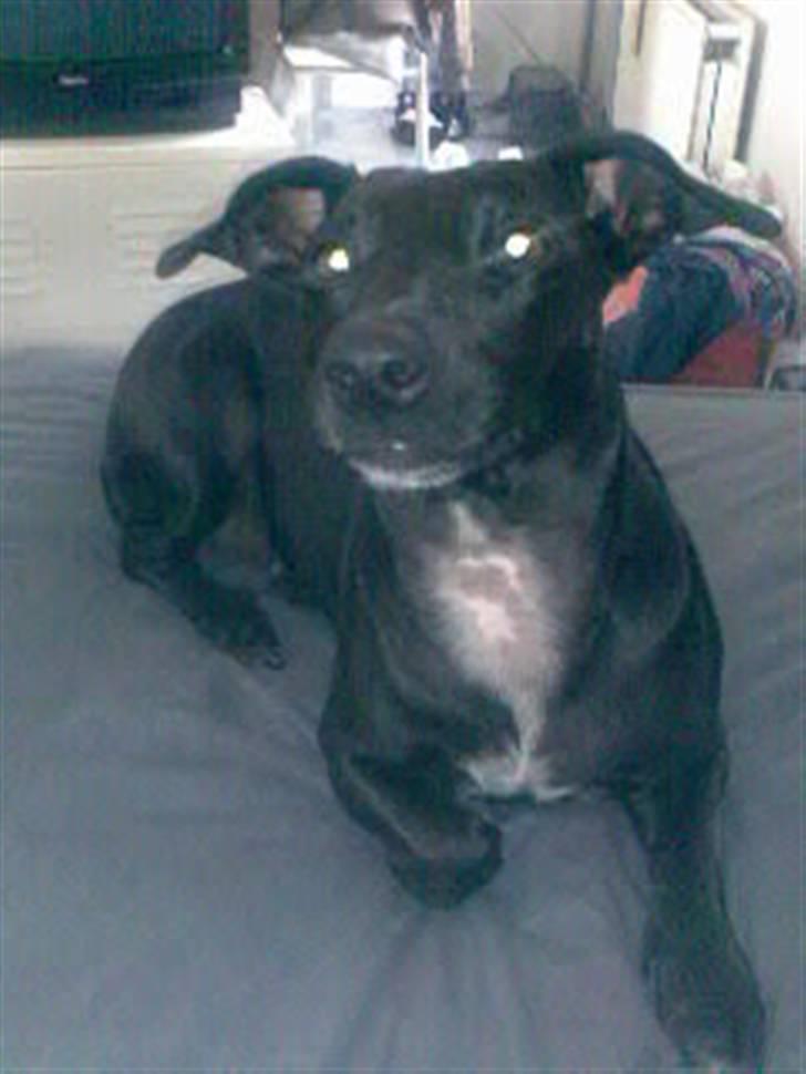 Blanding af racer Silke *Bor hos min venind - Tja man har vel blink i øjet  ; ) billede 19