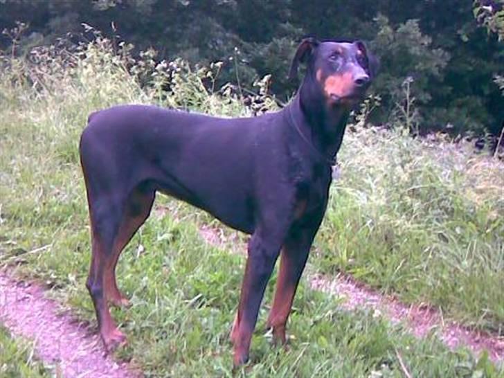 Dobermann Tino billede 7