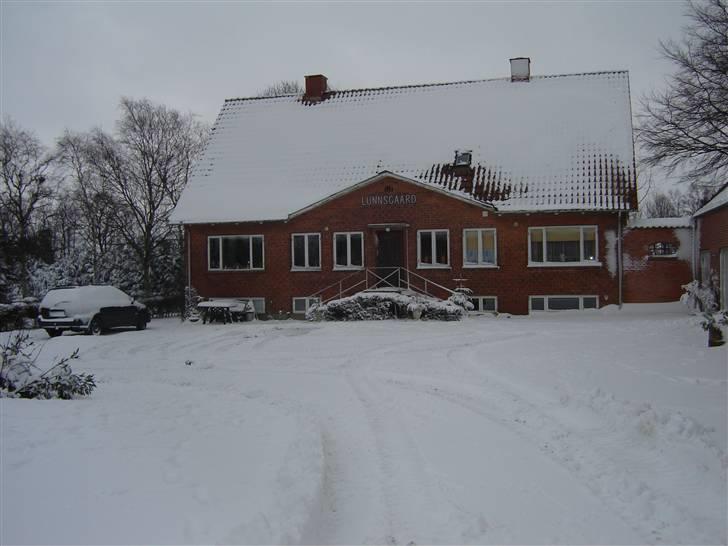 Field Trial spaniel loke - det er her jeg bor sammen med min menneske mor Pia og Far Reinar..og så min hunde mor Kenya og søster Snowie billede 6