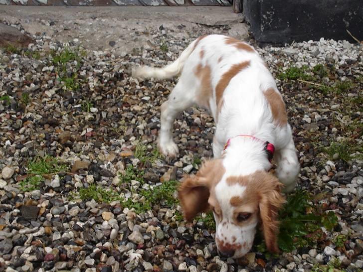 Cocker spaniel Akasha´s Athene DIVA billede 1