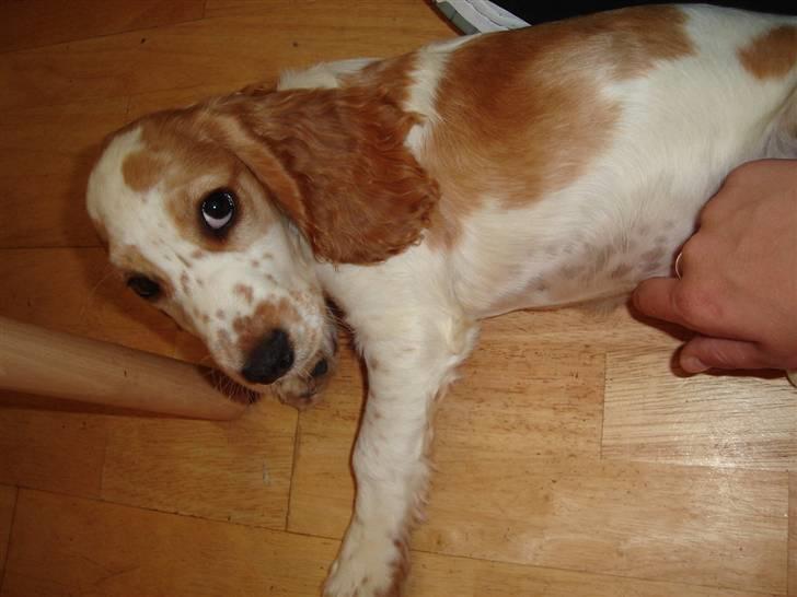 Cocker spaniel Akasha´s Athene DIVA billede 2