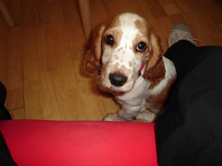 Cocker spaniel Akasha´s Athene DIVA - ret lille ulykkelig hvalp... første dag væk fra hunde mor. billede 3