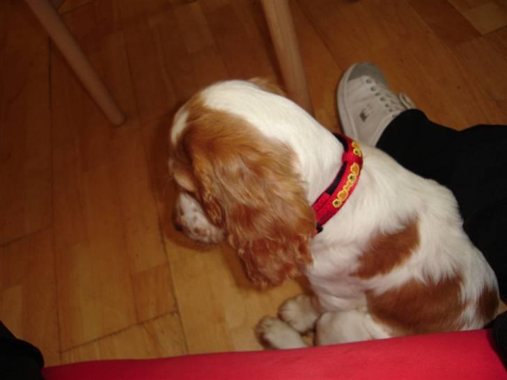 Cocker spaniel Akasha´s Athene DIVA billede 4