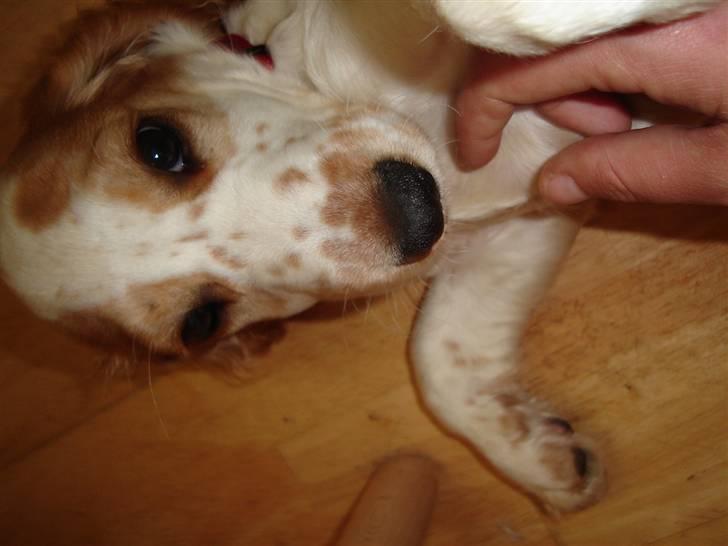 Cocker spaniel Akasha´s Athene DIVA billede 5