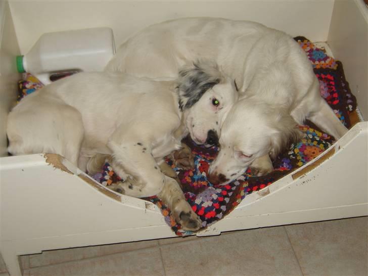 Field Trial spaniel loke - se hvor trætte de er Snowie og Loke.. billede 7