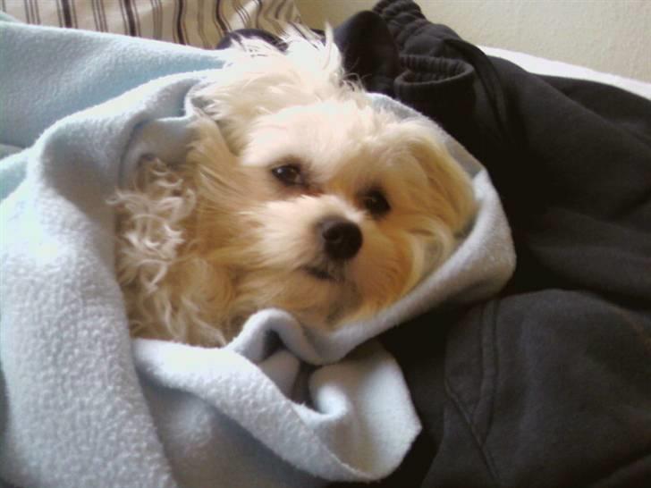 Malteser Francesco Totti - Øv det er koldt i Danmark.. Godt man kan blive varmet i et tæppe.. Maj 2007 billede 11