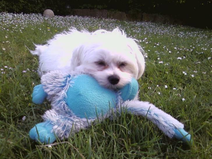 Malteser Francesco Totti - Juni 2007 billede 12