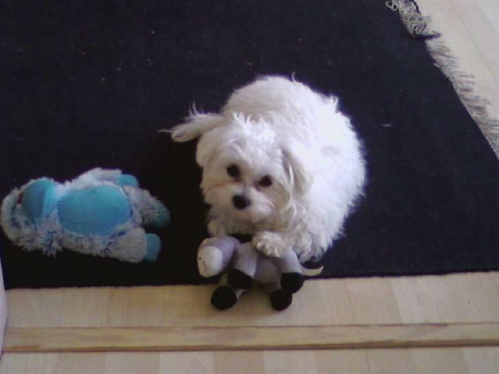 Malteser Francesco Totti - Mine bedste lege ting: Aben og æslet...:) April 2007 billede 13