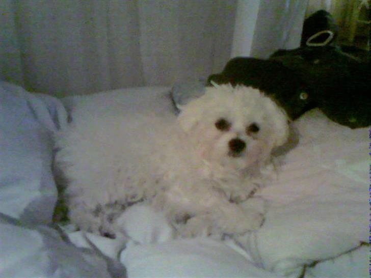 Malteser Francesco Totti - Skønt med en slapper i mors dyne. April 2007 billede 14