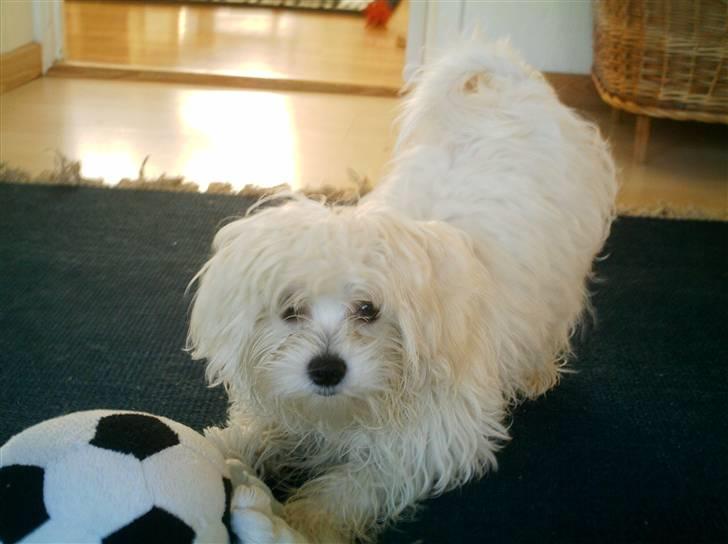 Malteser Francesco Totti - Se jeg er lige så god som den "ægte" Totti... billede 15