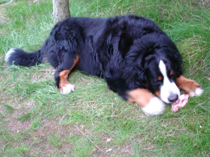 Berner sennenhund Yimbo    R.I.P. - Nyder lige et lækkert ben som Far har givet mig "S" billede 17