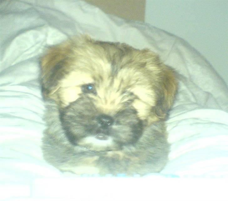 Lhasa apso Bertram billede 1