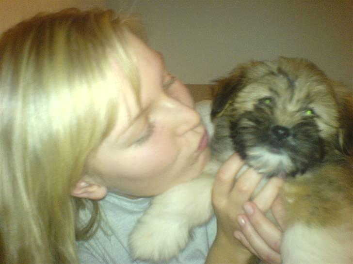 Lhasa apso Bertram billede 2