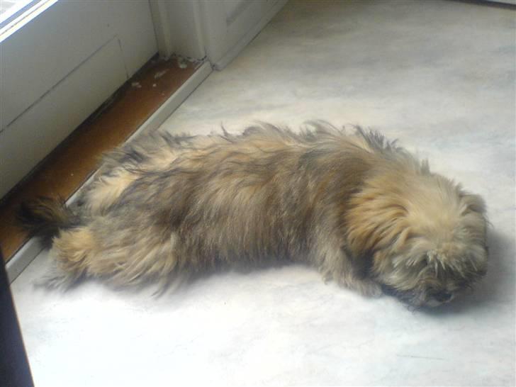 Lhasa apso Bertram billede 3