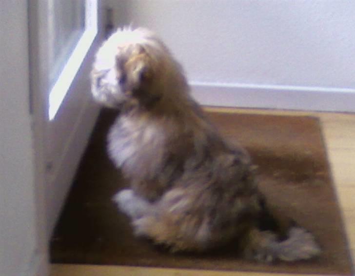 Lhasa apso Bertram billede 4