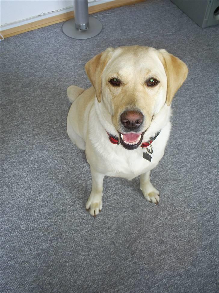 Labrador retriever Nellie - 21 juni 07 billede 9