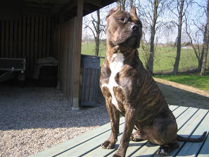 Amerikansk staffordshire terrier Cody RIP billede 18
