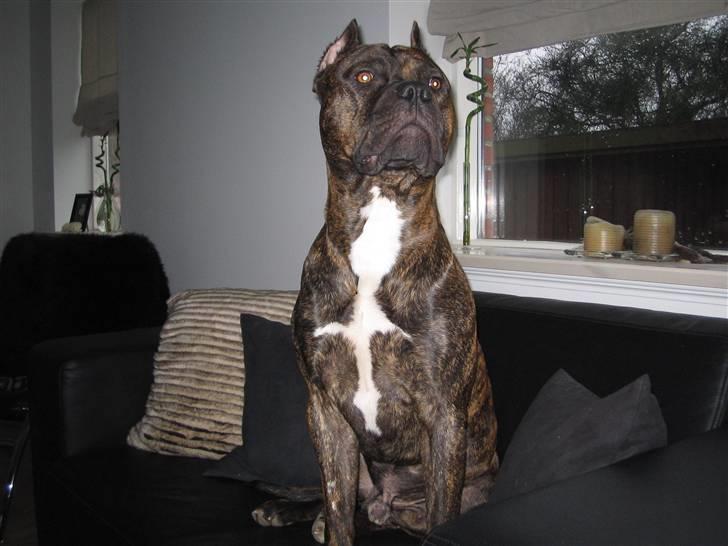 Amerikansk staffordshire terrier Cody RIP billede 19