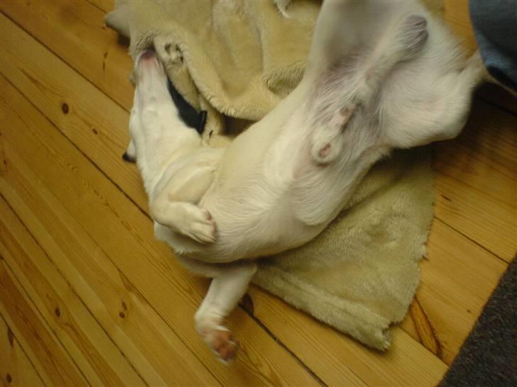 Blanding af racer ludvig billede 9