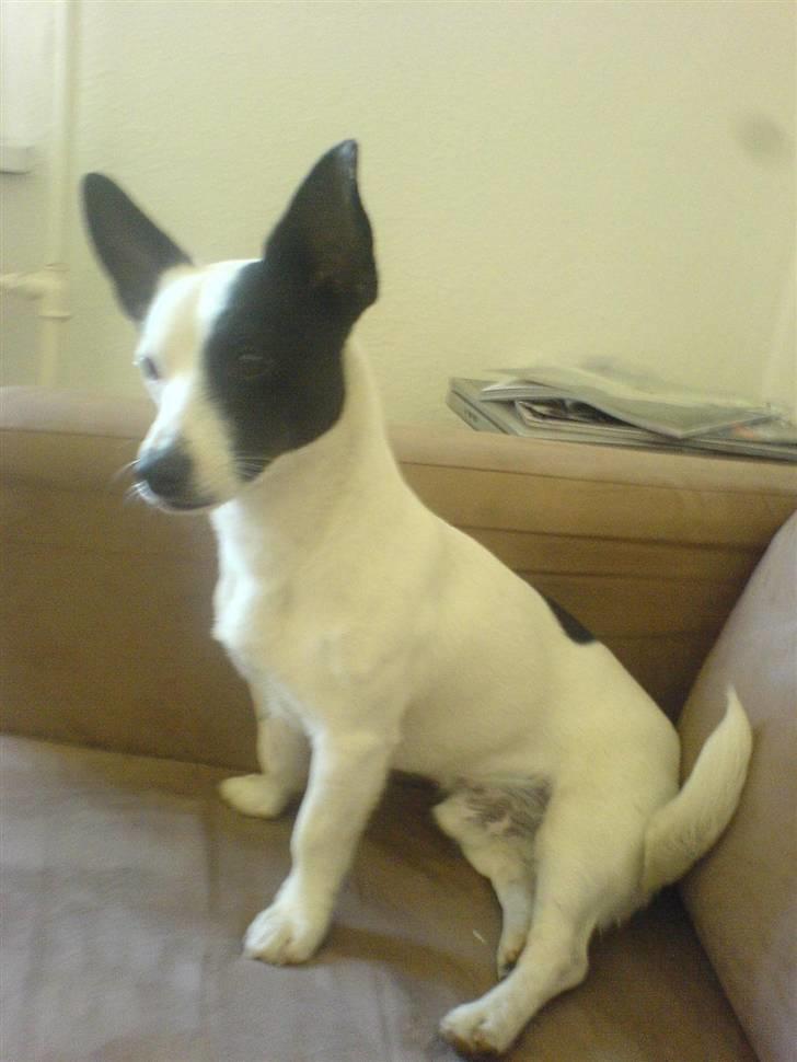 Blanding af racer ludvig billede 10