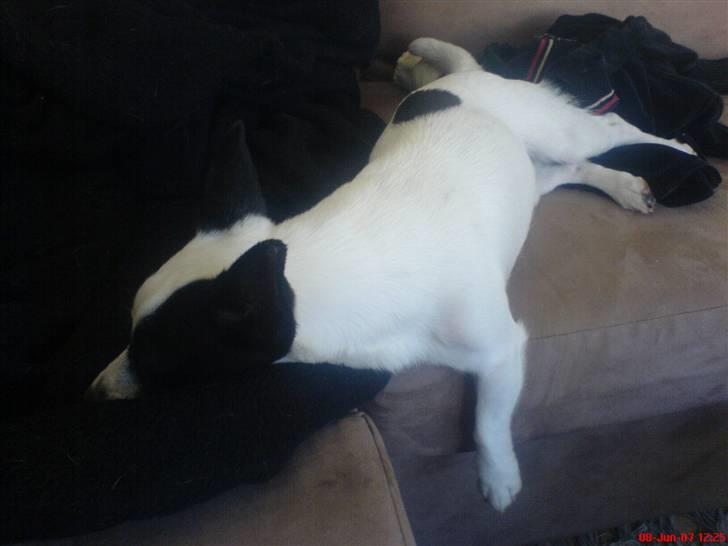 Blanding af racer ludvig billede 11