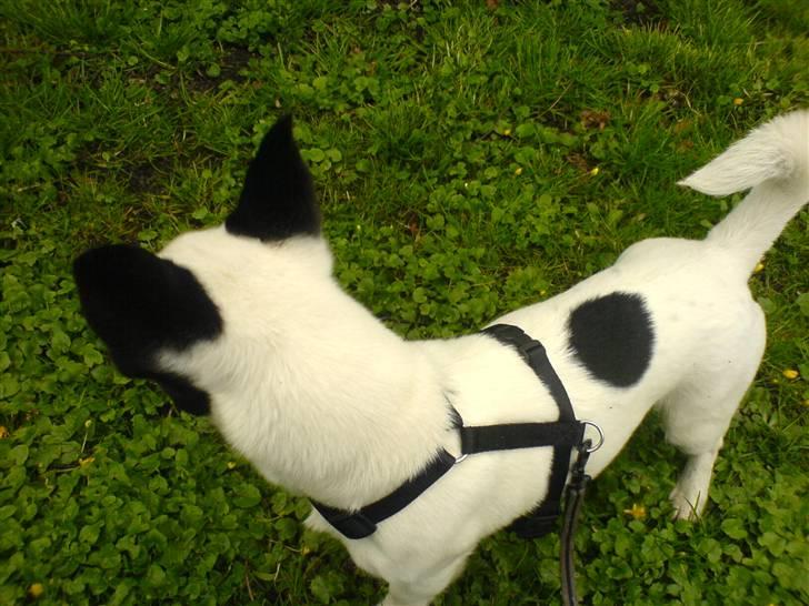 Blanding af racer ludvig billede 12