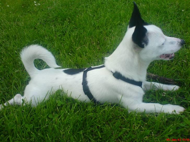 Blanding af racer ludvig billede 13