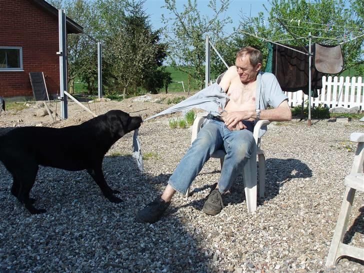Labrador retriever Funny tims Heros død - En anderledes slags kamp billede 13