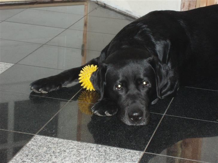 Labrador retriever Funny tims Heros død billede 14