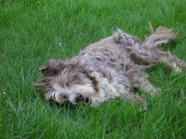 Bearded collie Bounty R.I.P - gammel dreng slapper af i græsset juni 07 billede 7