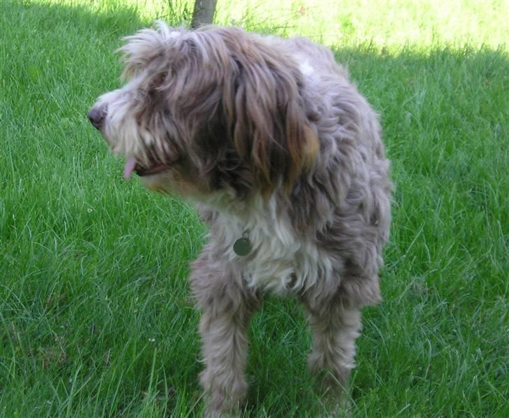 Bearded collie Bounty R.I.P - Er der mon noget jeg skal kigge efter .....juni 07 billede 8