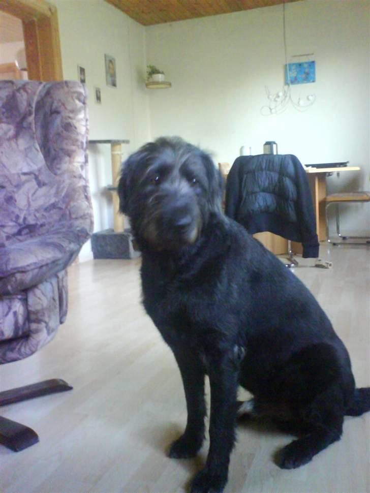 Blanding af racer Bamse billede 17