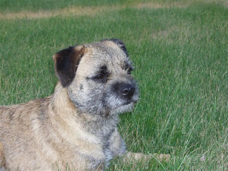 Border terrier Lutra's Victory ( Vicks ) billede 9