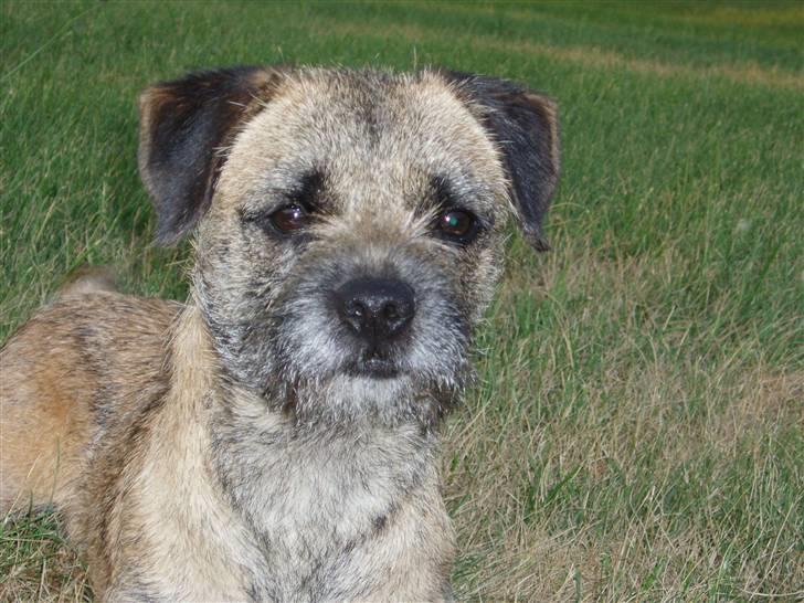 Border terrier Lutra's Victory ( Vicks ) billede 10