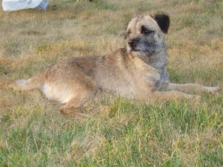 Border terrier Lutra's Victory ( Vicks ) billede 11