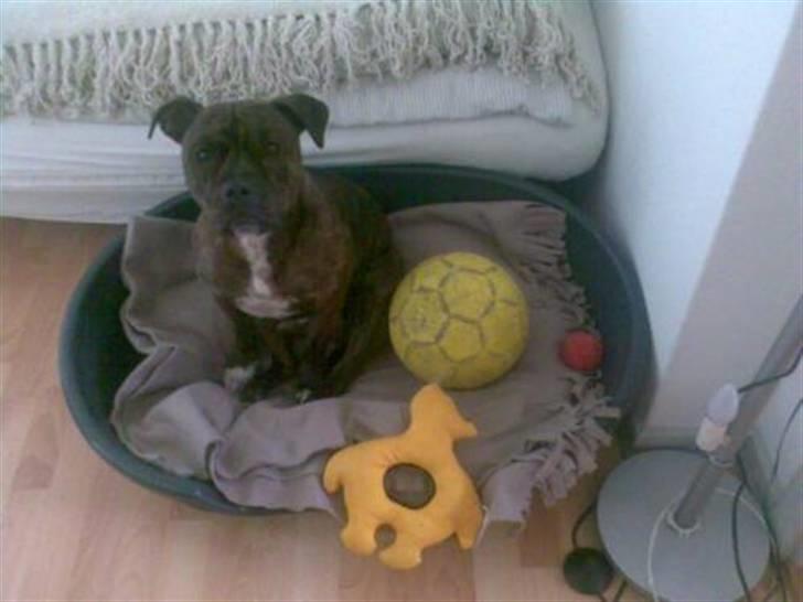 Staffordshire bull terrier Enodden's Loke billede 14