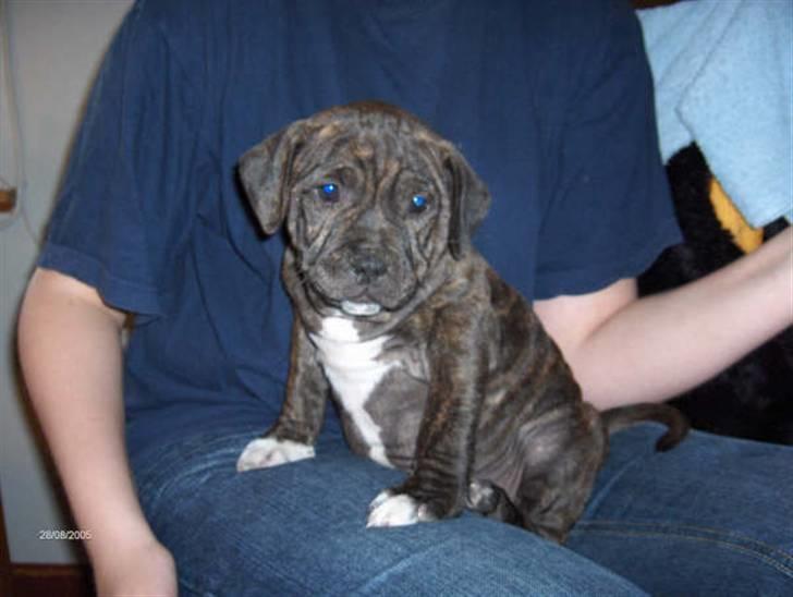 Staffordshire bull terrier Enodden's Loke billede 15