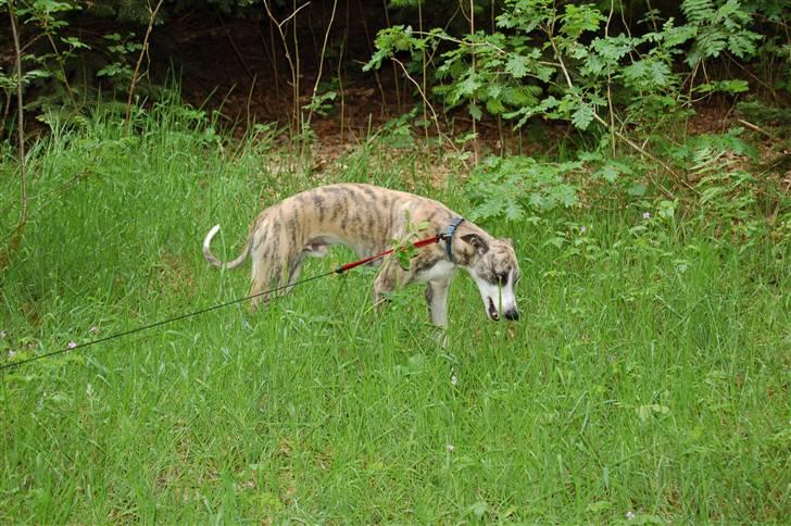 Whippet Newkins Charlie - første tur i skoven billede 2