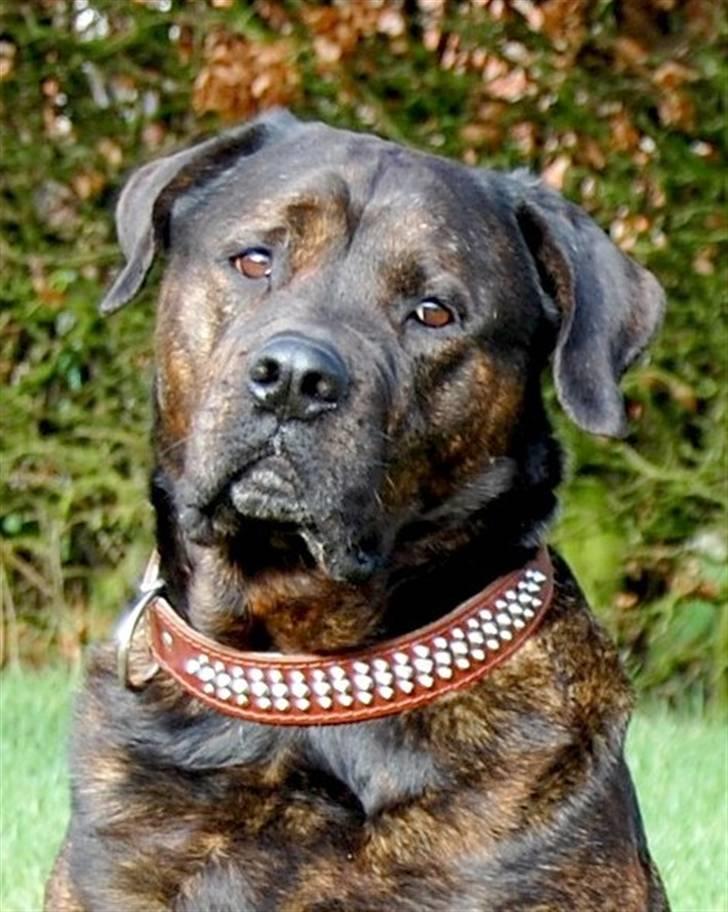 Blanding af racer Simba *RIP* - Hej alle - det er mig der er Simba - velkommen til min galleri.  billede 1