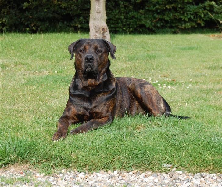 Blanding af racer Simba *RIP* - Ahhhhhh lækkert med en god opstilling til fotografen...  billede 2